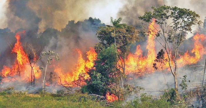 التفاصيل الكامله لحرائق غابات الأمازون ودورها كمصدر هاما للأكسجين